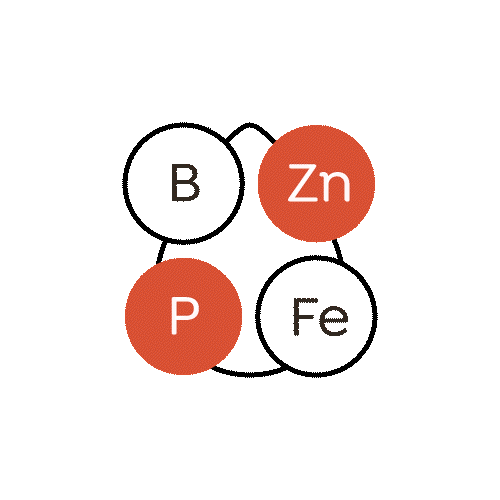 Rico en vitaminas y minerales